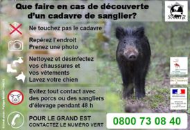 Cas de peste porcine africaine sur des sangliers en Belgique : la DDPP mobilisée