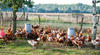Grippe aviaire en France et en Europe :  l’épizootie semble ralentir