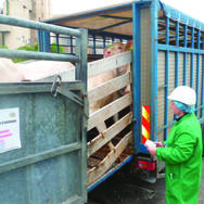 L’inspection sanitaire et la question de la protection animale en abattoir en Moselle